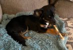 Jack Russell Chi Puppy