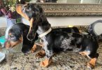 Dapple dachshund puppies