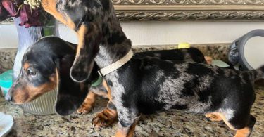 Dapple dachshund puppies