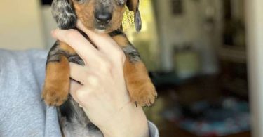 Dapple dachshund puppies