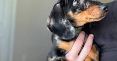 Dapple dachshund puppies