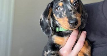 Dapple dachshund puppies
