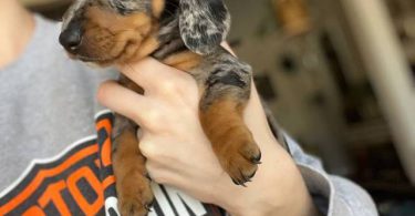 Dapple dachshund puppies