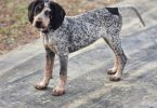 Bluetick coonhound puppy
