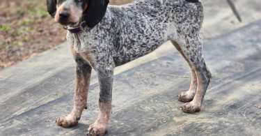 Bluetick coonhound puppy
