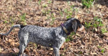 Bluetick coonhound puppy