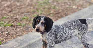 Bluetick coonhound puppy