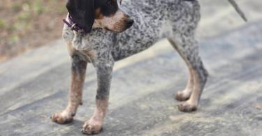 Bluetick coonhound puppy