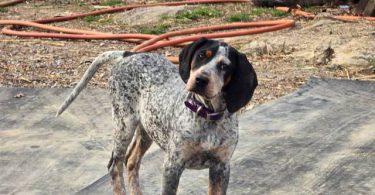 Bluetick coonhound puppy