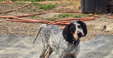 Bluetick coonhound puppy