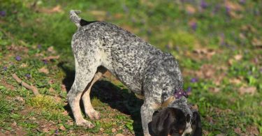 Bluetick coonhound puppy