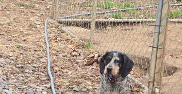 Bluetick coonhound puppy
