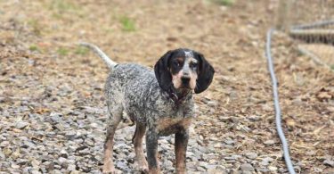 Bluetick coonhound puppy
