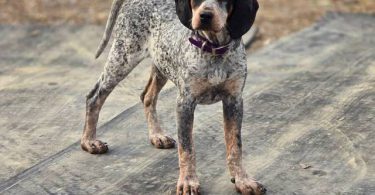 Bluetick coonhound puppy