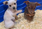 Chihuahua Min pin puppies