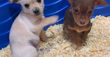 Chihuahua Min pin puppies