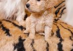 Teacup Maltipoo puppies for sale