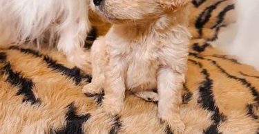 Teacup Maltipoo puppies for sale