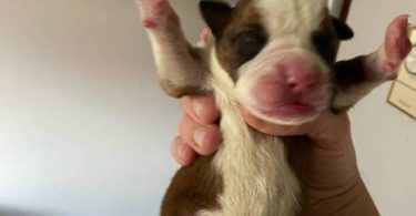 4 boy and 2 girl boxer puppies