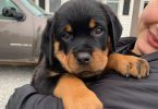 Last male Rottweiler puppy