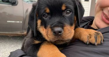 Last male Rottweiler puppy