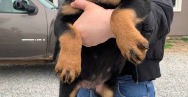 Last male Rottweiler puppy
