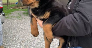 Last male Rottweiler puppy