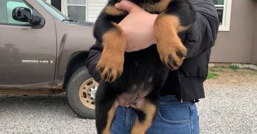 Last male Rottweiler puppy