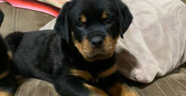 Last male Rottweiler puppy
