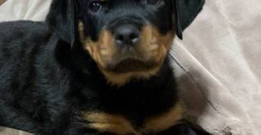 Last male Rottweiler puppy