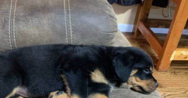 Last male Rottweiler puppy