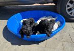 All black Standard Poodle puppies for sale