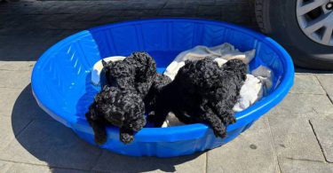 All black Standard Poodle puppies for sale