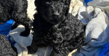 All black Standard Poodle puppies for sale
