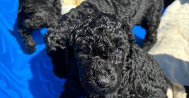 All black Standard Poodle puppies for sale