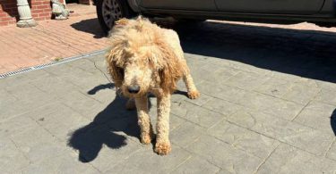 All black Standard Poodle puppies for sale