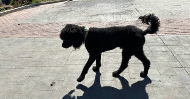 All black Standard Poodle puppies for sale