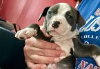 Cute Amstaff puppies for sale