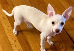 2 healthy Chihuahua puppies
