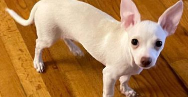 2 healthy Chihuahua puppies