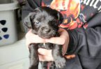 3 small chi-poo puppies