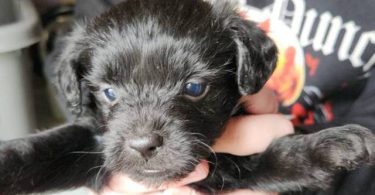 3 small chi-poo puppies