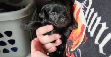 3 small chi-poo puppies