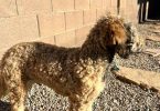 Bernedoodle