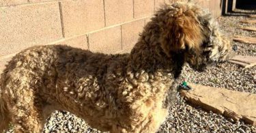 Bernedoodle
