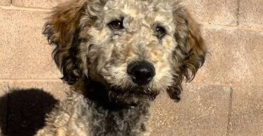 Bernedoodle