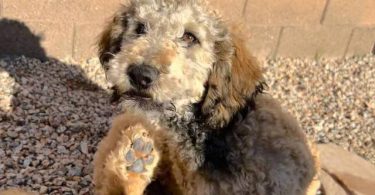 Bernedoodle