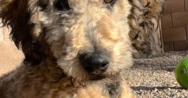 Bernedoodle