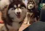 3 Pomsky puppies available