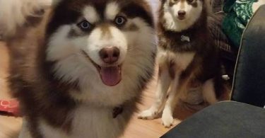 3 Pomsky puppies available
